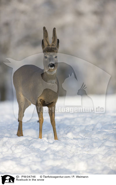 Roebuck in the snow / PW-04746