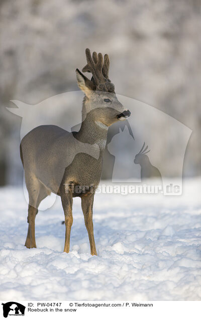 Roebuck in the snow / PW-04747