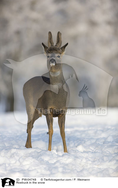 Roebuck in the snow / PW-04748