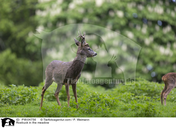 Roebuck in the meadow / PW-04756