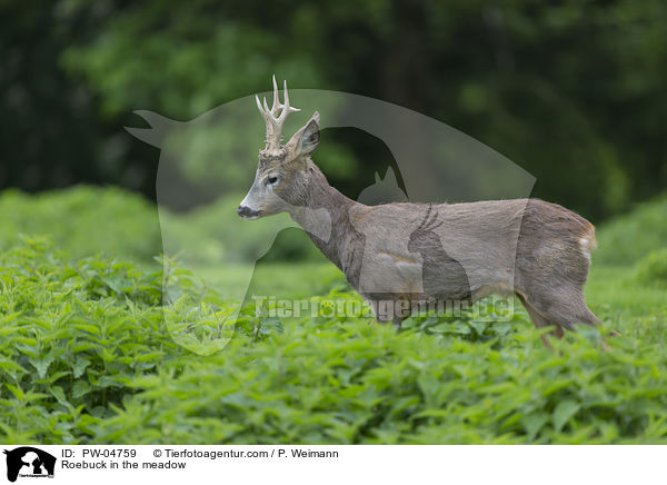 Roebuck in the meadow / PW-04759