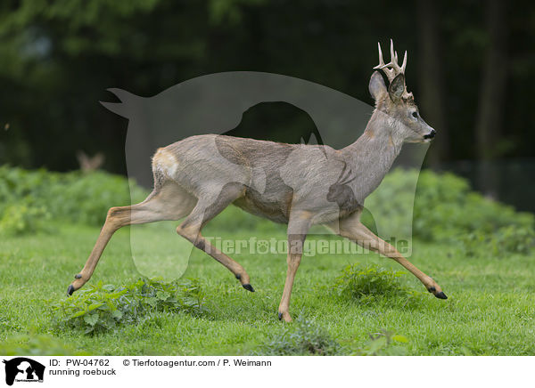 running roebuck / PW-04762
