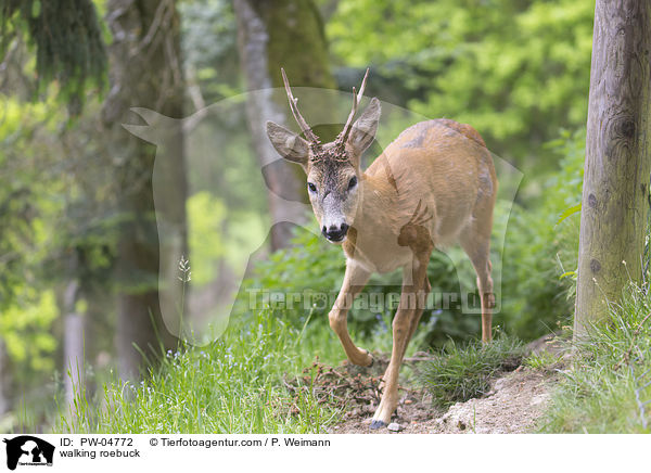 walking roebuck / PW-04772