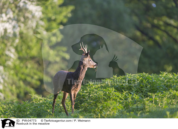 Roebuck in the meadow / PW-04773