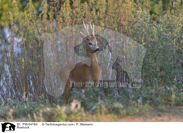 Roebuck / PW-04780