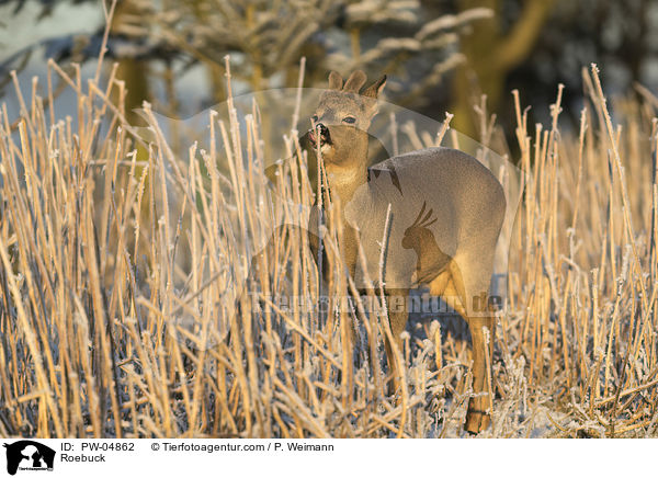 Rehbock / Roebuck / PW-04862