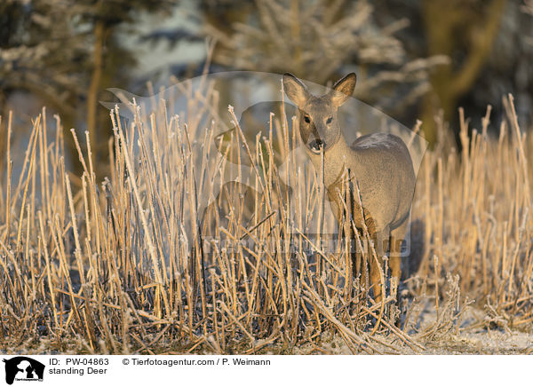 standing Deer / PW-04863