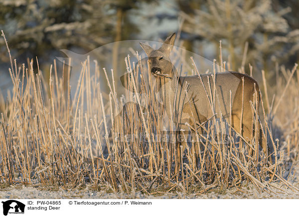 standing Deer / PW-04865
