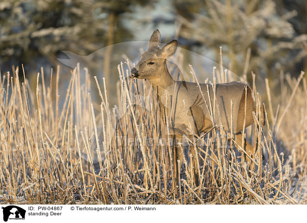 standing Deer / PW-04867