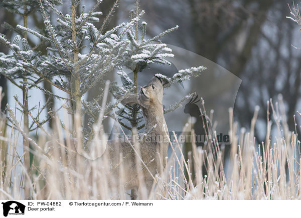 Deer portait / PW-04882