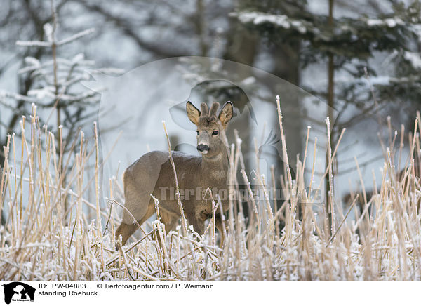 stehender Rehbock / standing Roebuck / PW-04883