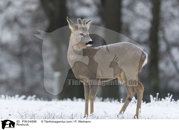 Roebuck / PW-04896