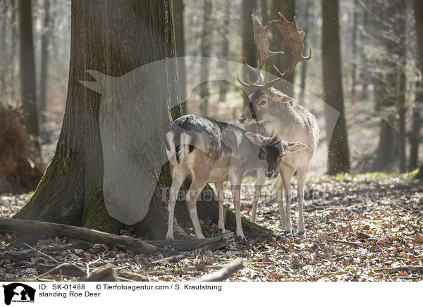 standing Roe Deer / SK-01488