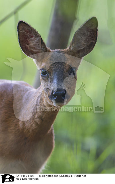 Reh Portrait / Roe Deer portrait / FH-01101