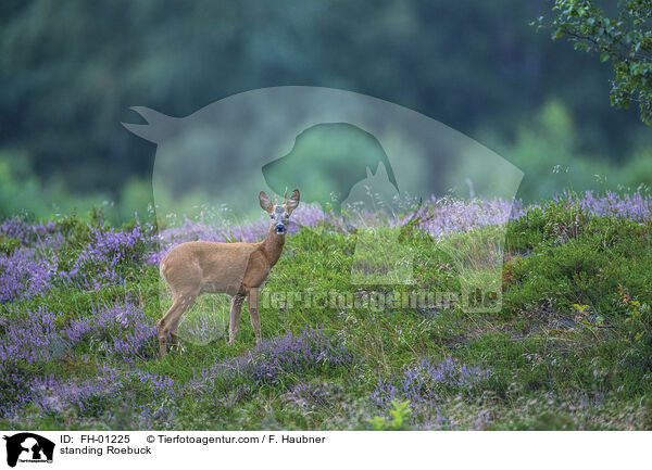 stehender Rehbock / standing Roebuck / FH-01225