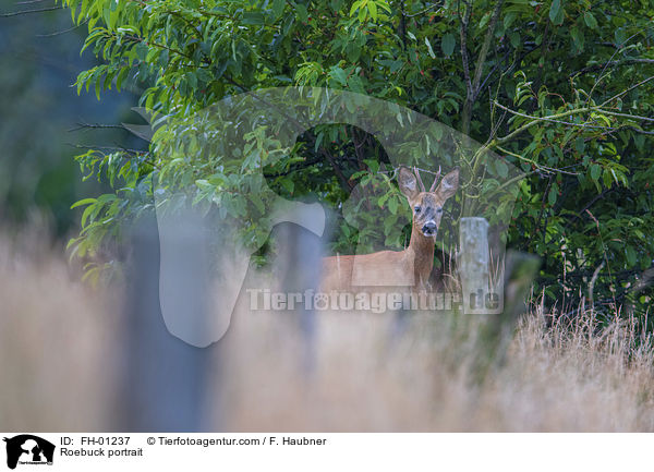 Rehbock Portrait / Roebuck portrait / FH-01237