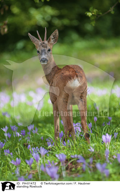 stehender Rehbock / standing Roebuck / FH-01472