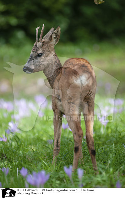 stehender Rehbock / standing Roebuck / FH-01476