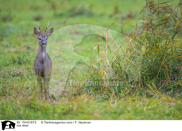 Reh / roe deer / FH-01673