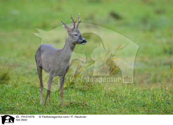 roe deer / FH-01678