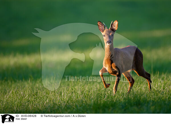 roe deer / AVD-06428