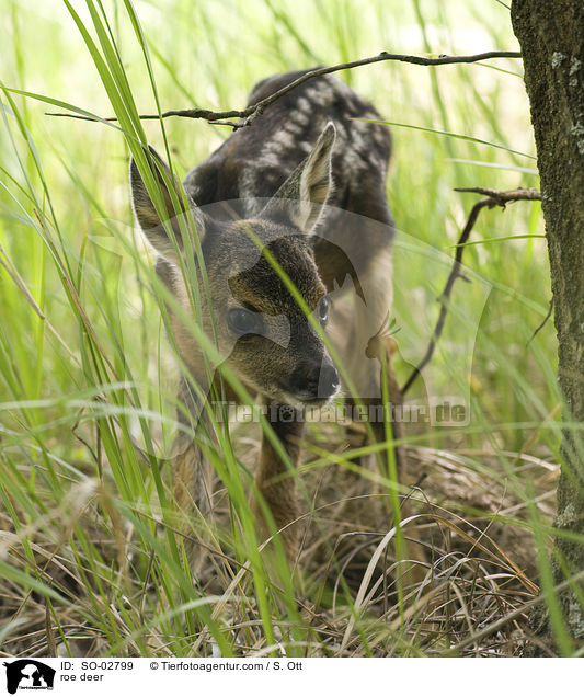 Reh / roe deer / SO-02799