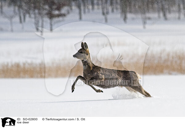Reh / roe deer / SO-02800