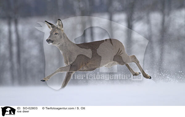 roe deer / SO-02803