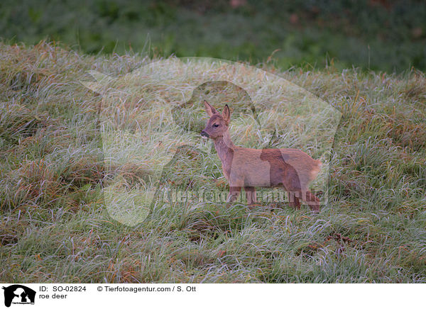 roe deer / SO-02824