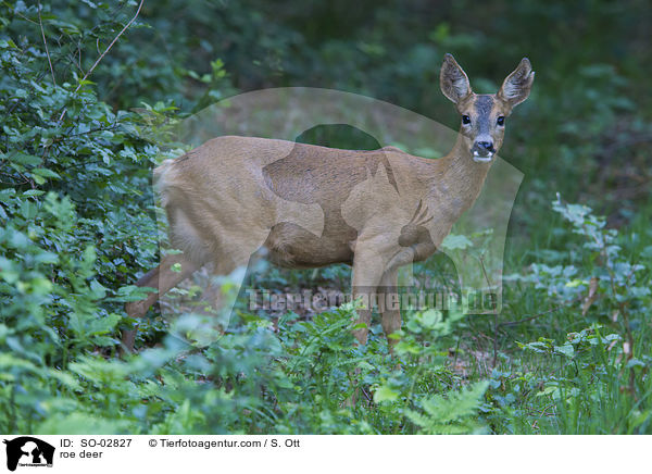 roe deer / SO-02827