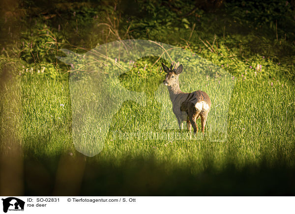 Reh / roe deer / SO-02831