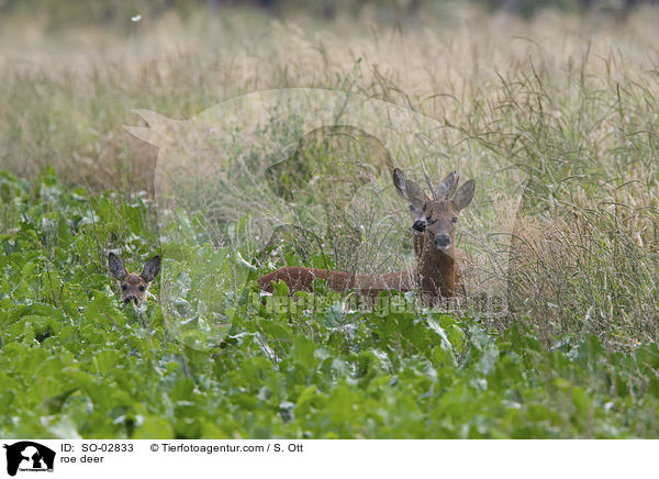 Rehe / roe deer / SO-02833