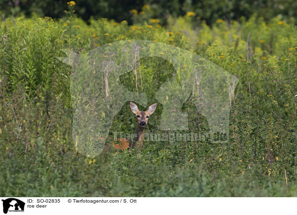roe deer / SO-02835