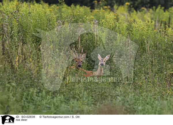 roe deer / SO-02836