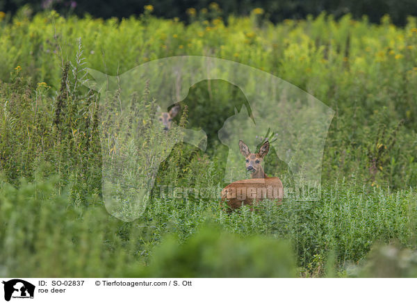 roe deer / SO-02837