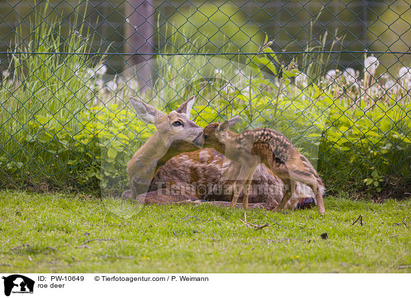 Reh / roe deer / PW-10649