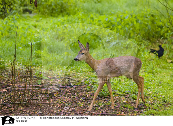 roe deer / PW-10744