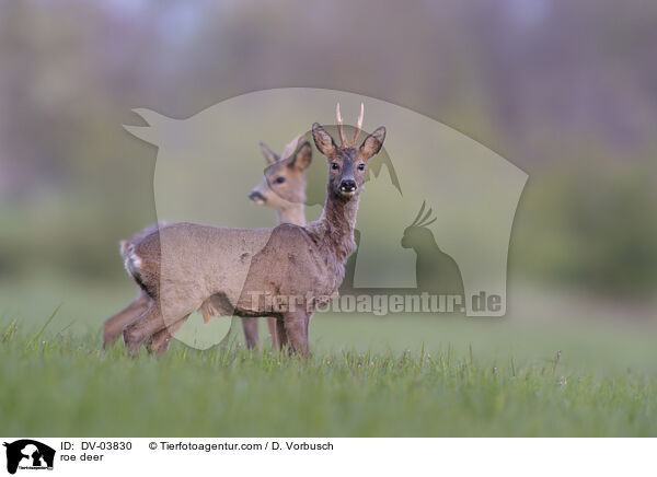 roe deer / DV-03830