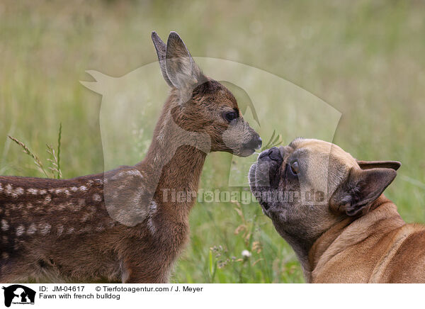 Fawn with french bulldog / JM-04617