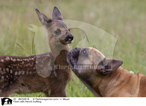 Fawn with french bulldog / JM-04618