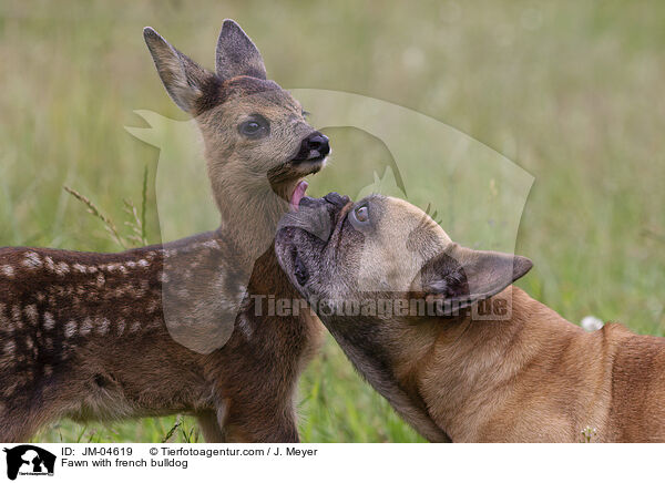 Rehkitz mit Franzsischer Bulldogge / Fawn with french bulldog / JM-04619