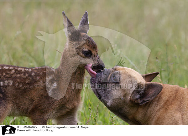 Fawn with french bulldog / JM-04622