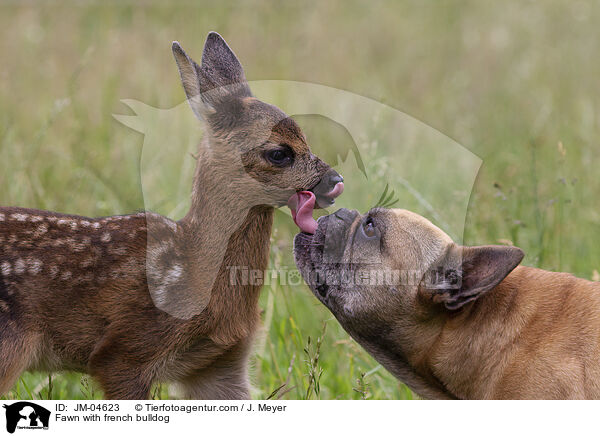 Fawn with french bulldog / JM-04623