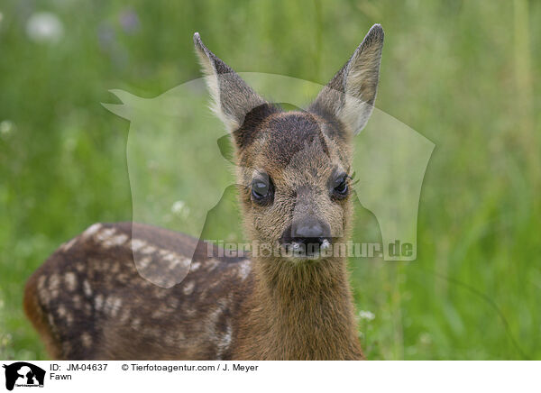 Fawn / JM-04637