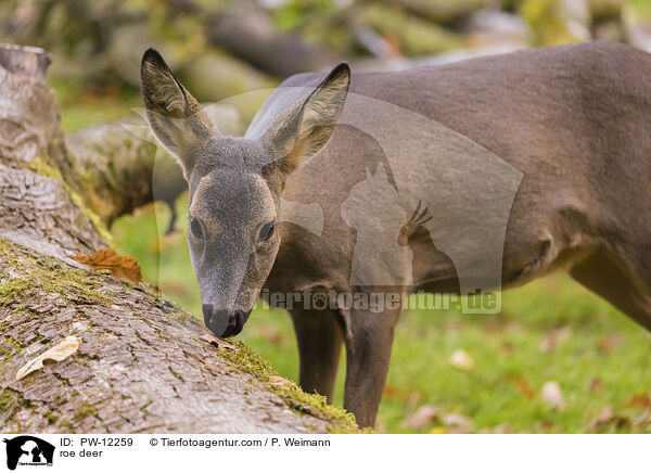 Reh / roe deer / PW-12259
