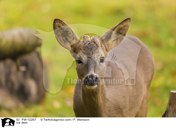 Reh / roe deer / PW-12267