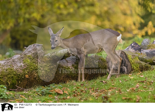 Reh / roe deer / PW-12273