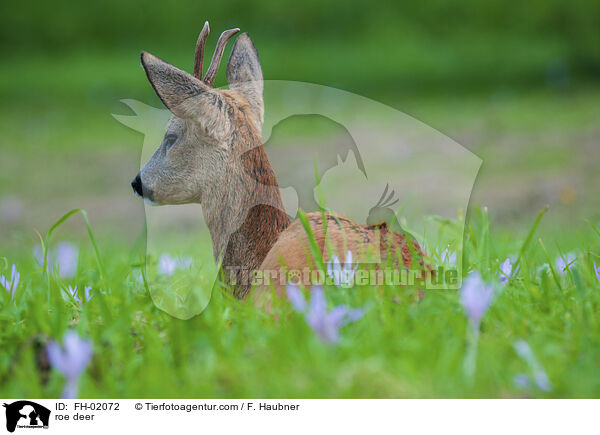 Rehwild / roe deer / FH-02072