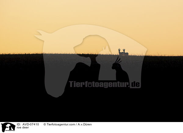 Reh / roe deer / AVD-07410