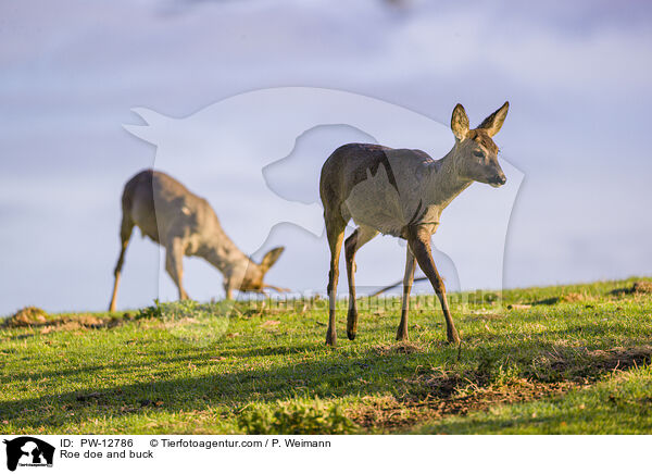 Reh Ricke und Bock / Roe doe and buck / PW-12786